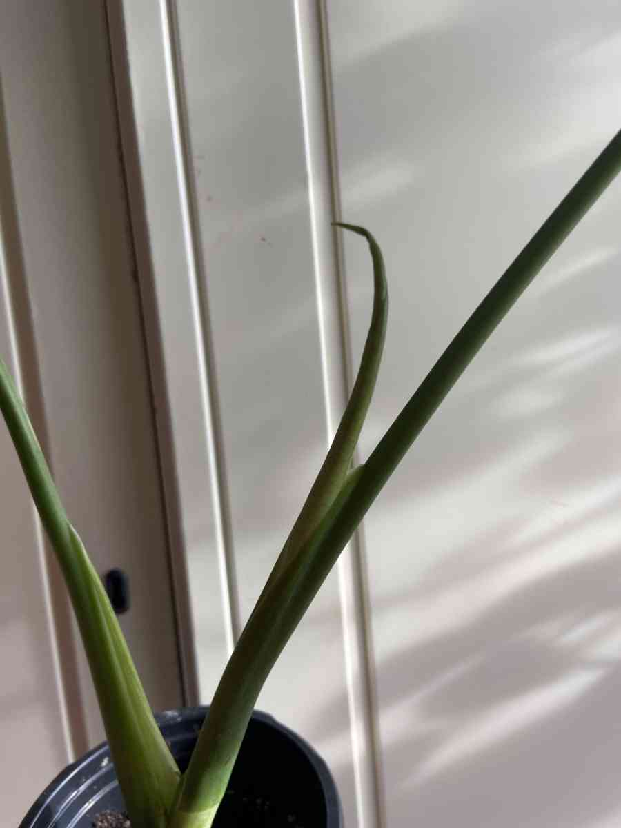 monstera - Brooklyn, New York - FleaMarketBay