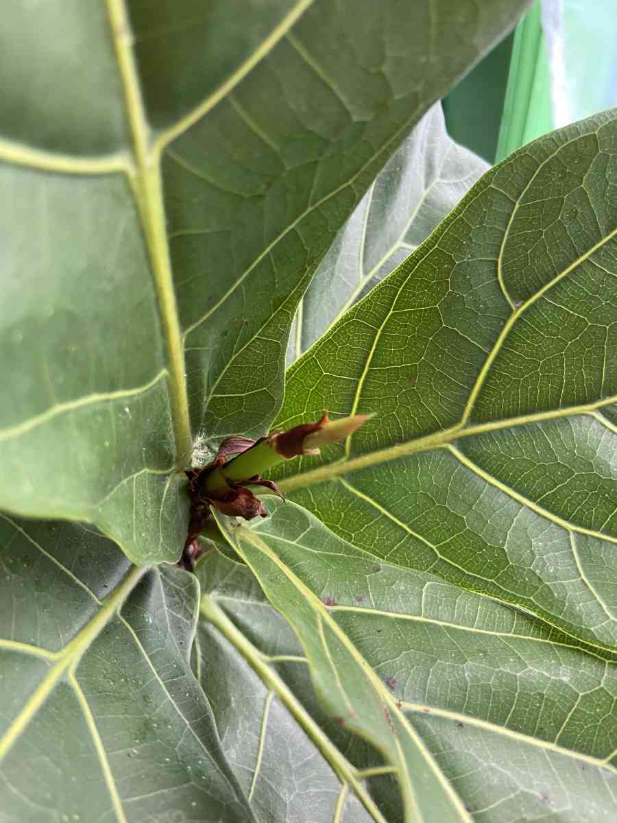 ficus Lyrata - Brooklyn, New York - FleaMarketBay