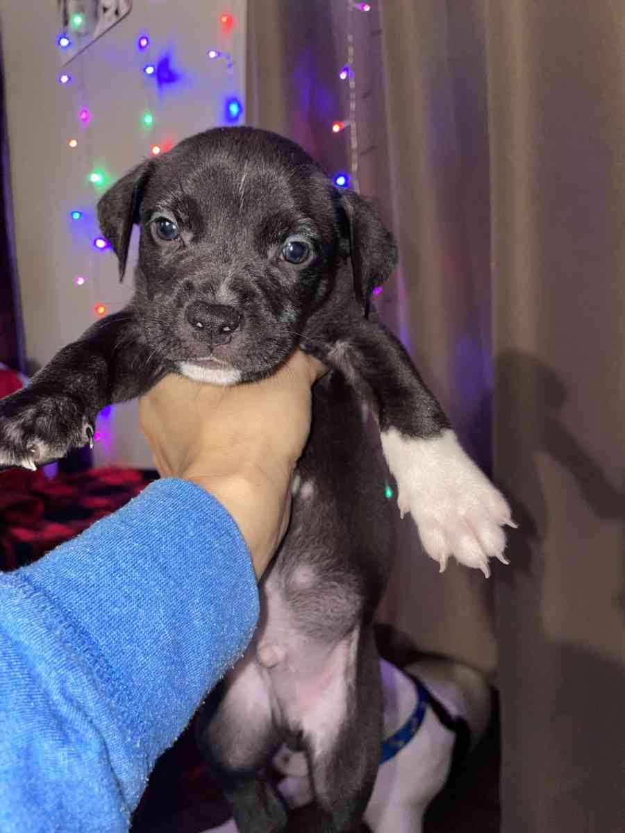 puppies - Killeen, Texas - FleaMarketBay