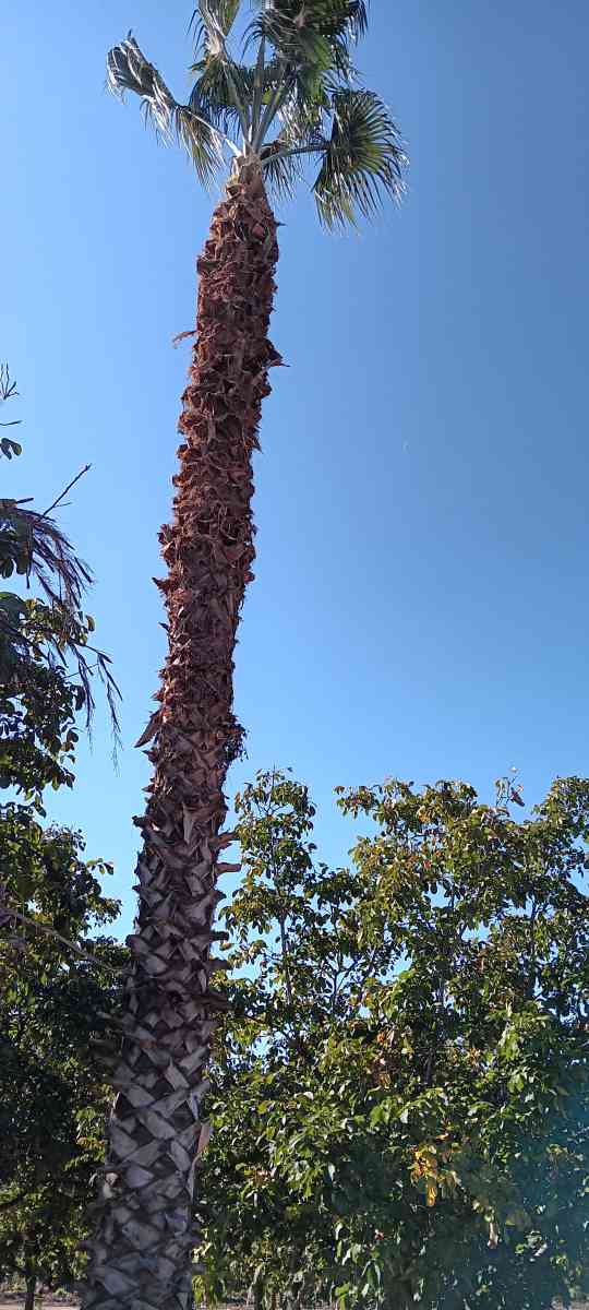 tree climbing trimminf - Visalia, California