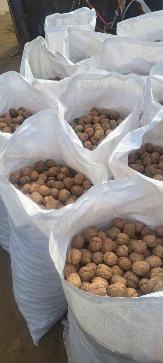 walnuts Chandlers - Tulare, California