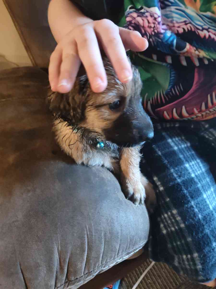 standard poodles mixed with bordercolie - Spokane, Washington - FleaMarketBay