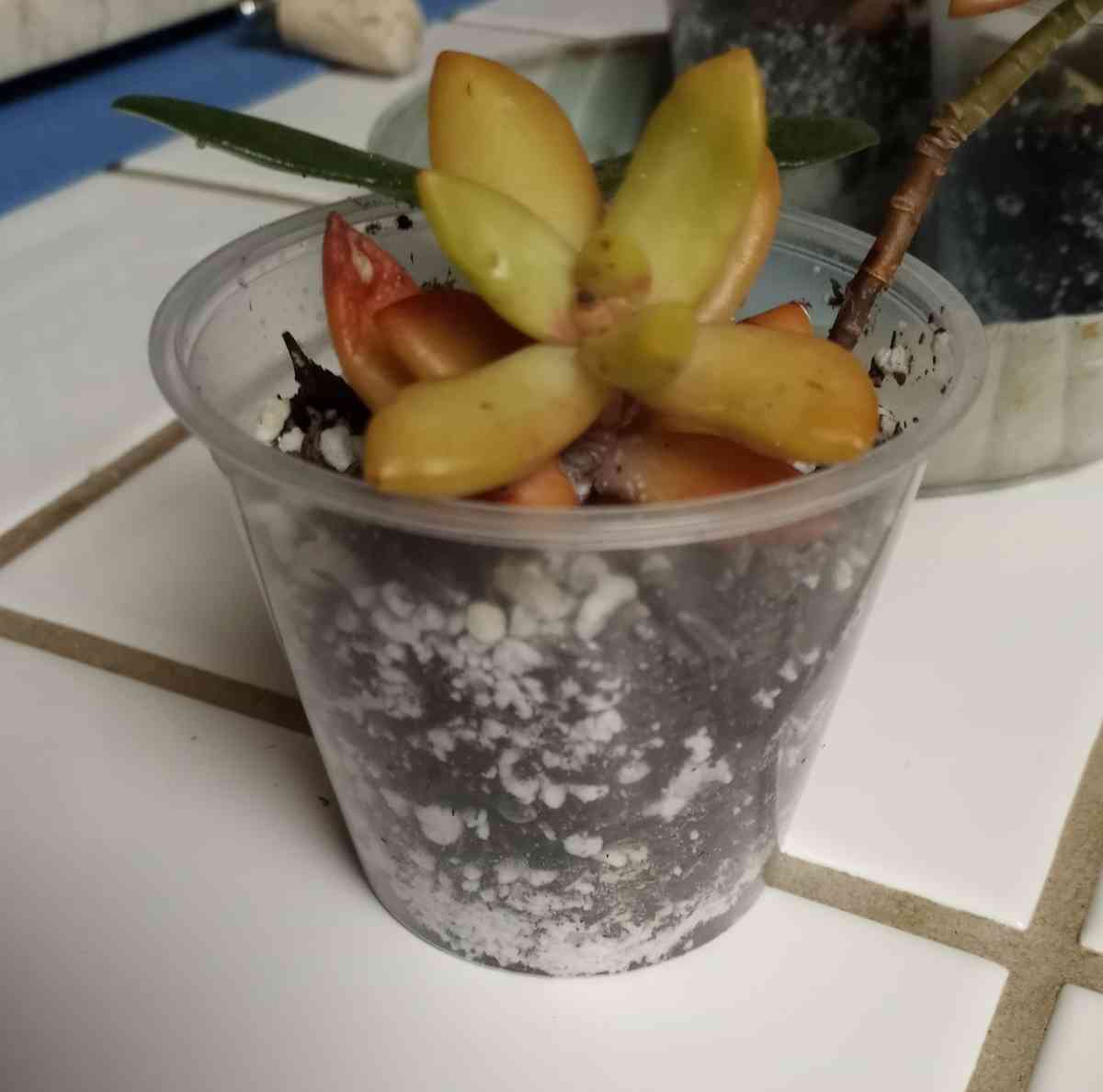 Sedum Copperstone succulents - Hanford, California - FleaMarketBay