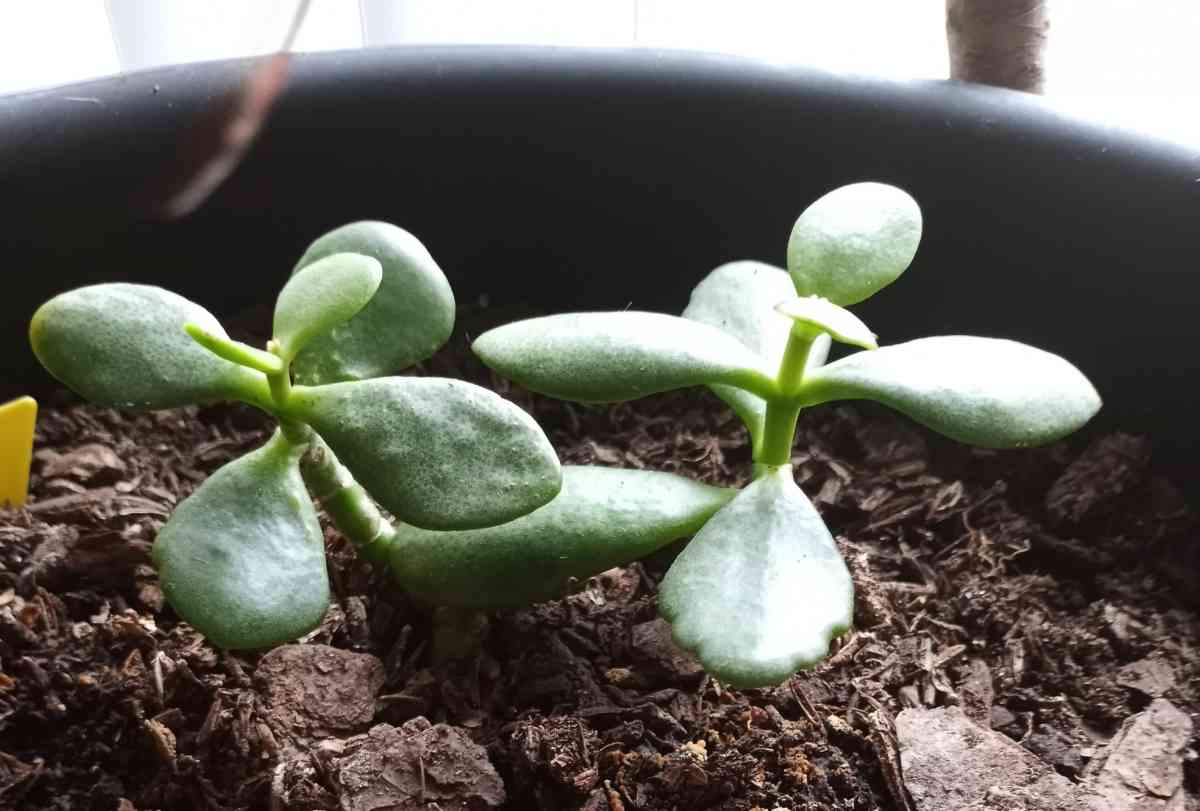 Jade succulents - Hanford, California - FleaMarketBay