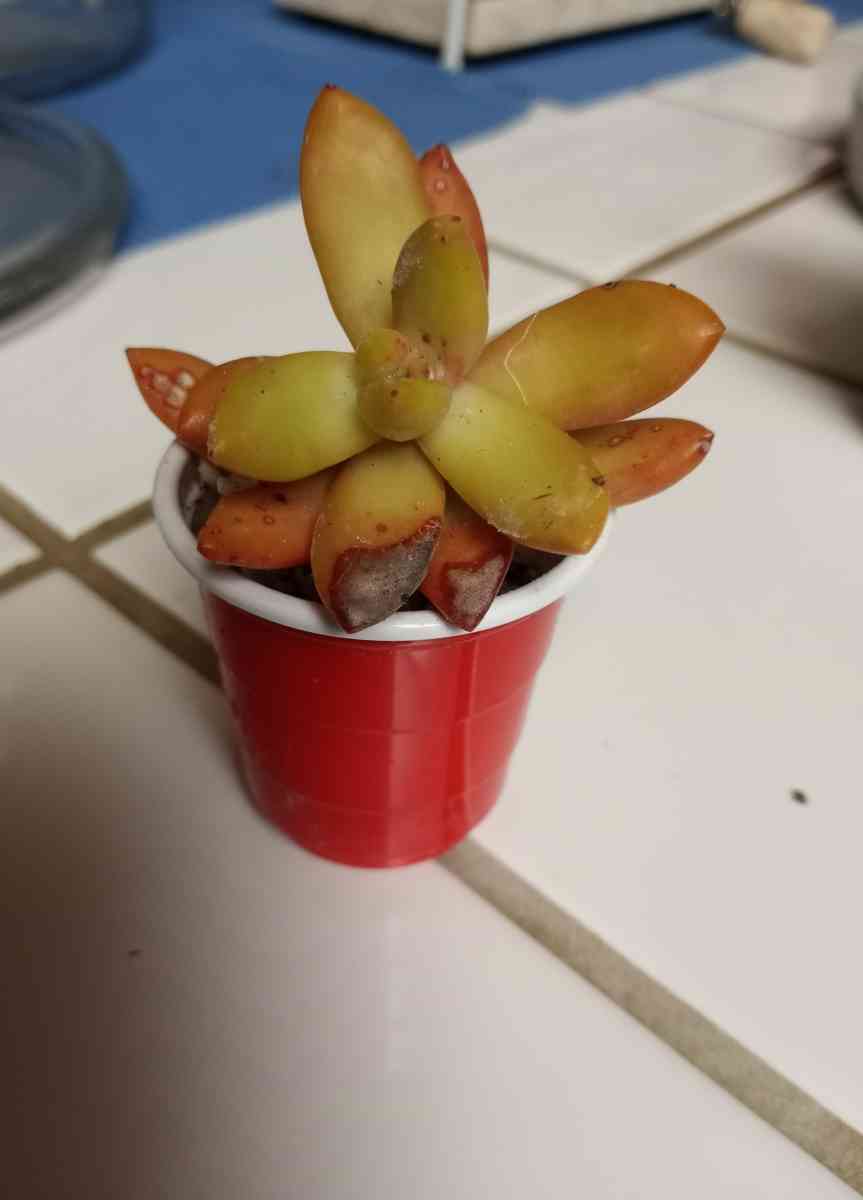 Sedum Copperstone succulents - Hanford, California - FleaMarketBay