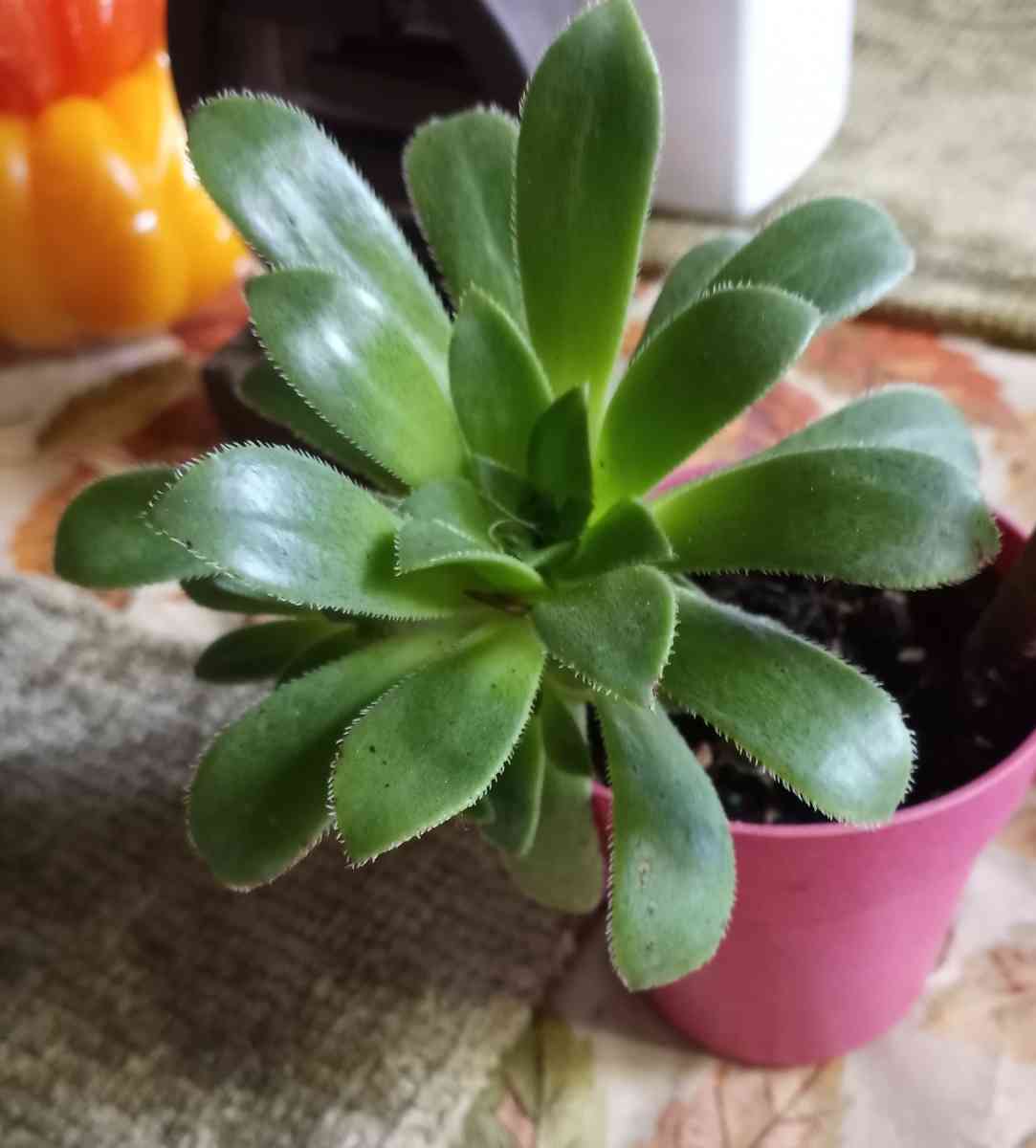 Aeonium succulents - Hanford, California - FleaMarketBay