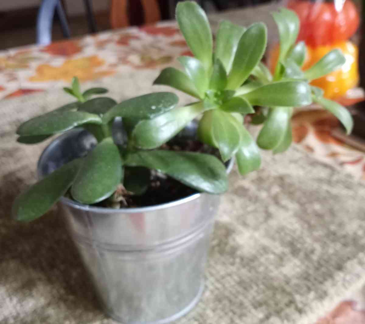 succulents - Hanford, California - FleaMarketBay