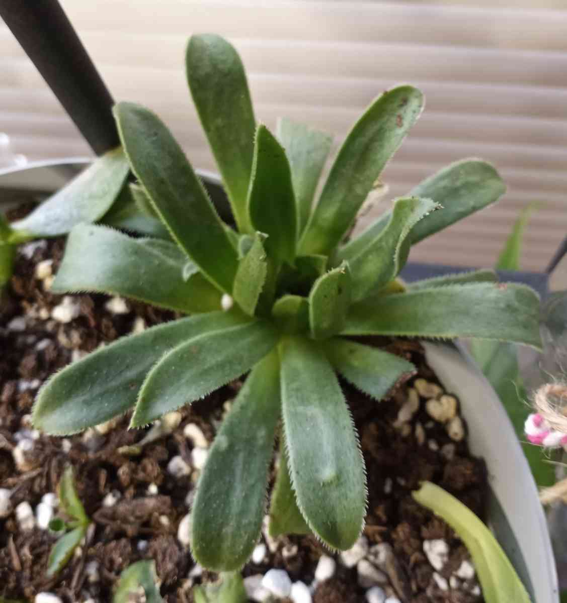 Aeonium succulents - Hanford, California - FleaMarketBay