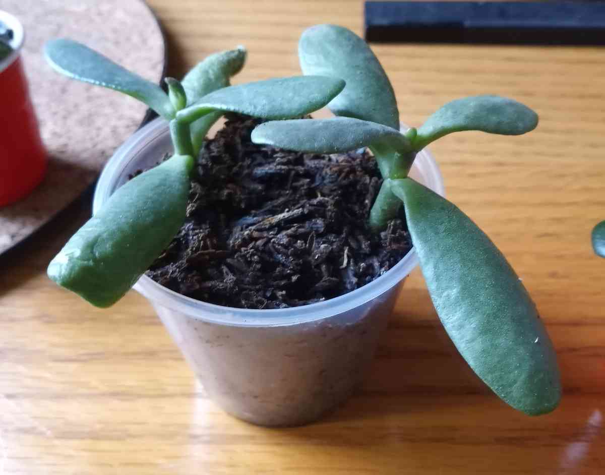 succulents - Hanford, California