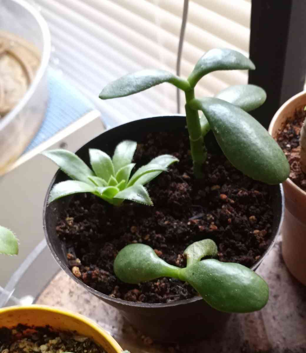 succulents - Hanford, California - FleaMarketBay