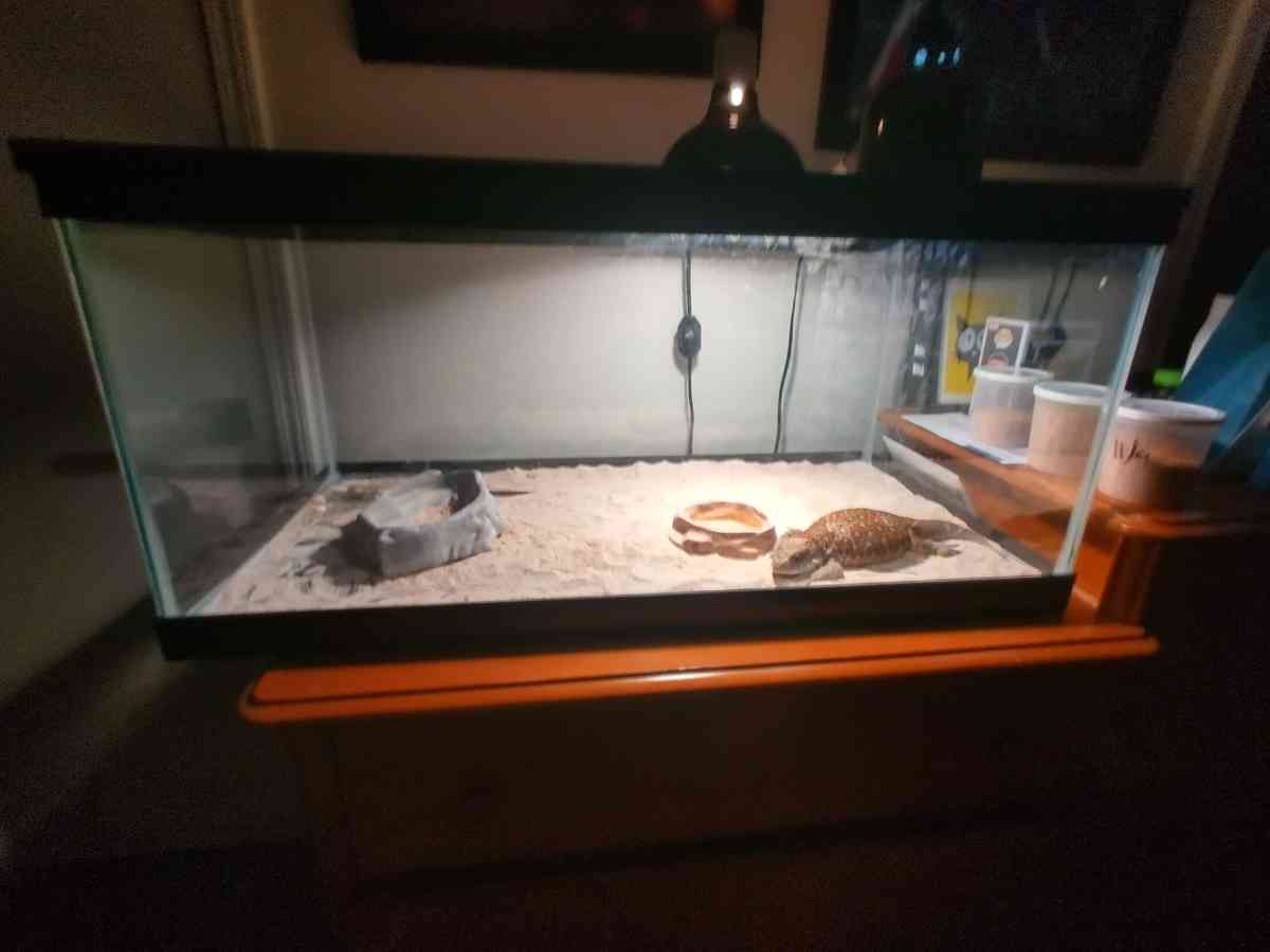 selling juvenile  female savannah monitor - Lawrenceville, Georgia - FleaMarketBay