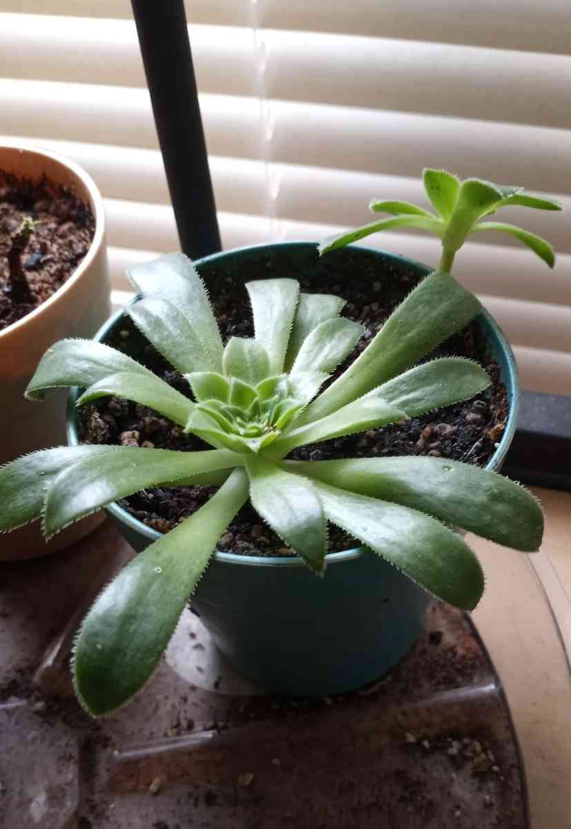 Aeonium succulents - Hanford, California - FleaMarketBay