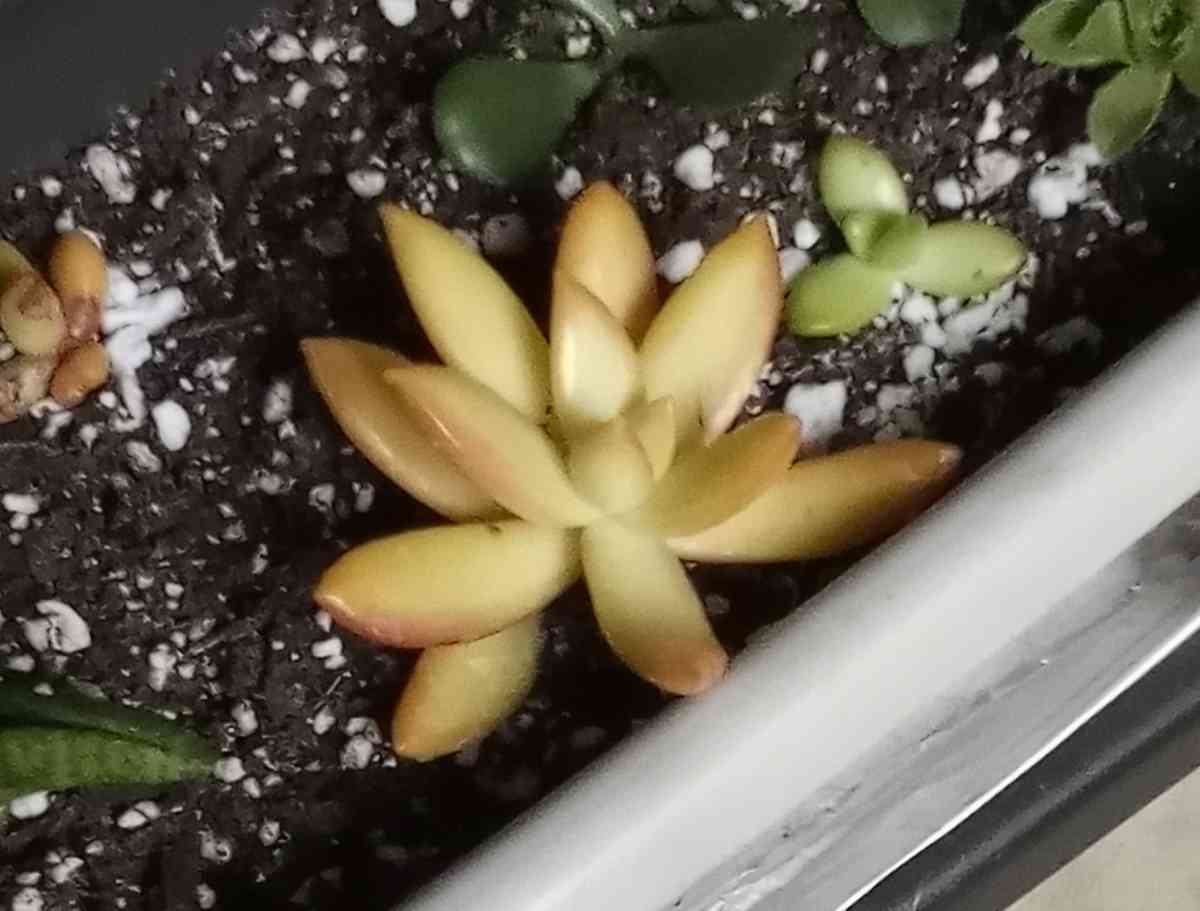 Sedum Copperstone succulents - Hanford, California