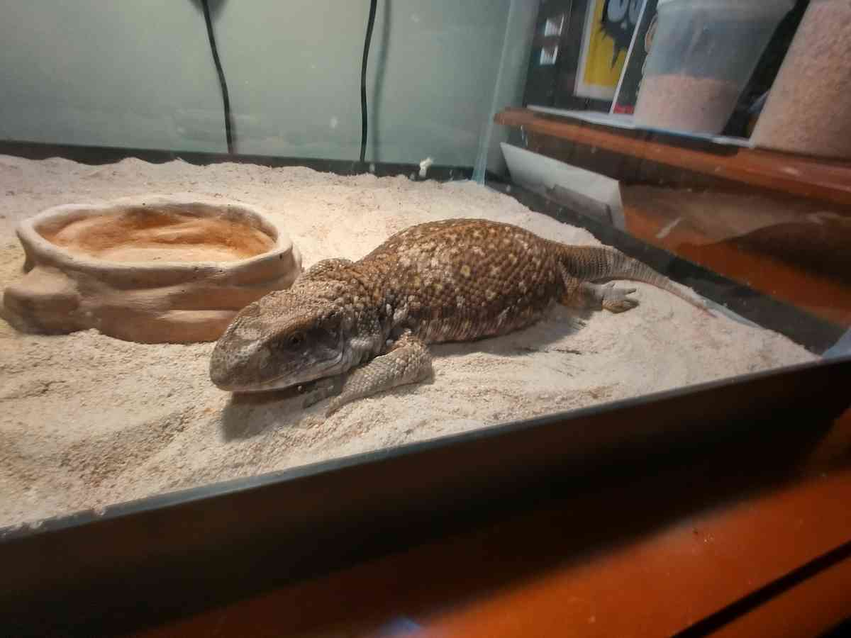 selling juvenile  female savannah monitor - Lawrenceville, Georgia - FleaMarketBay