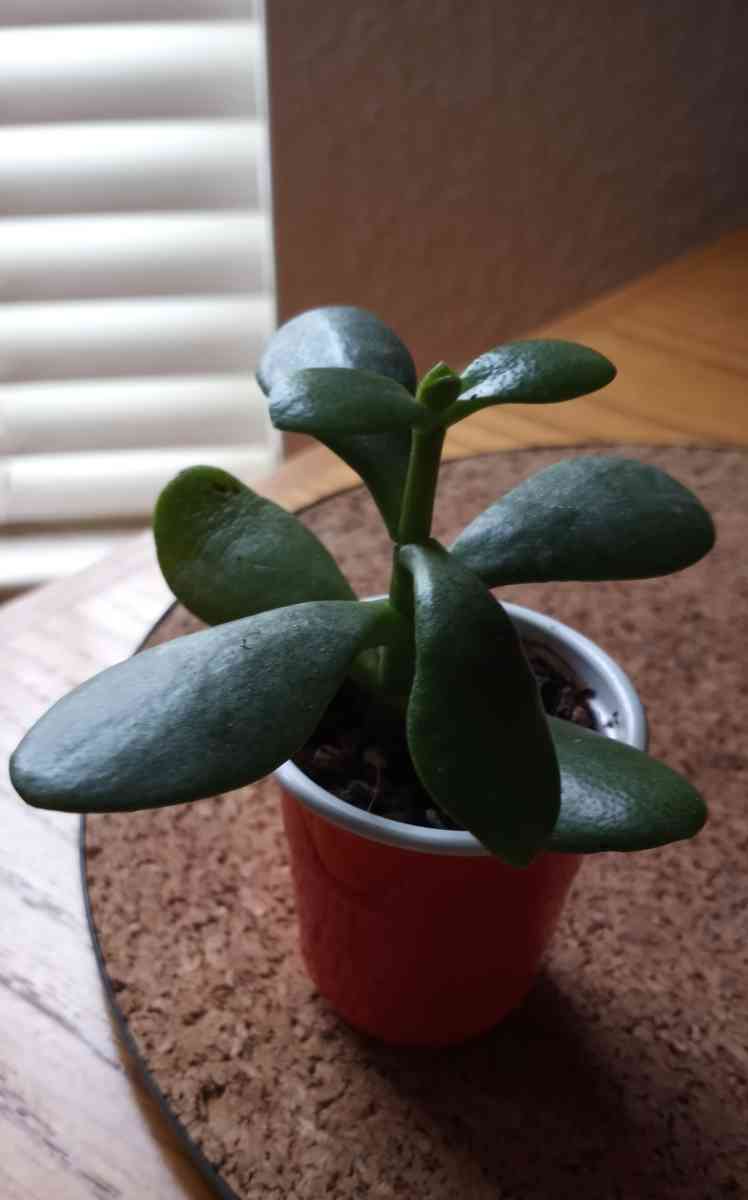 Jade succulents - Hanford, California - FleaMarketBay