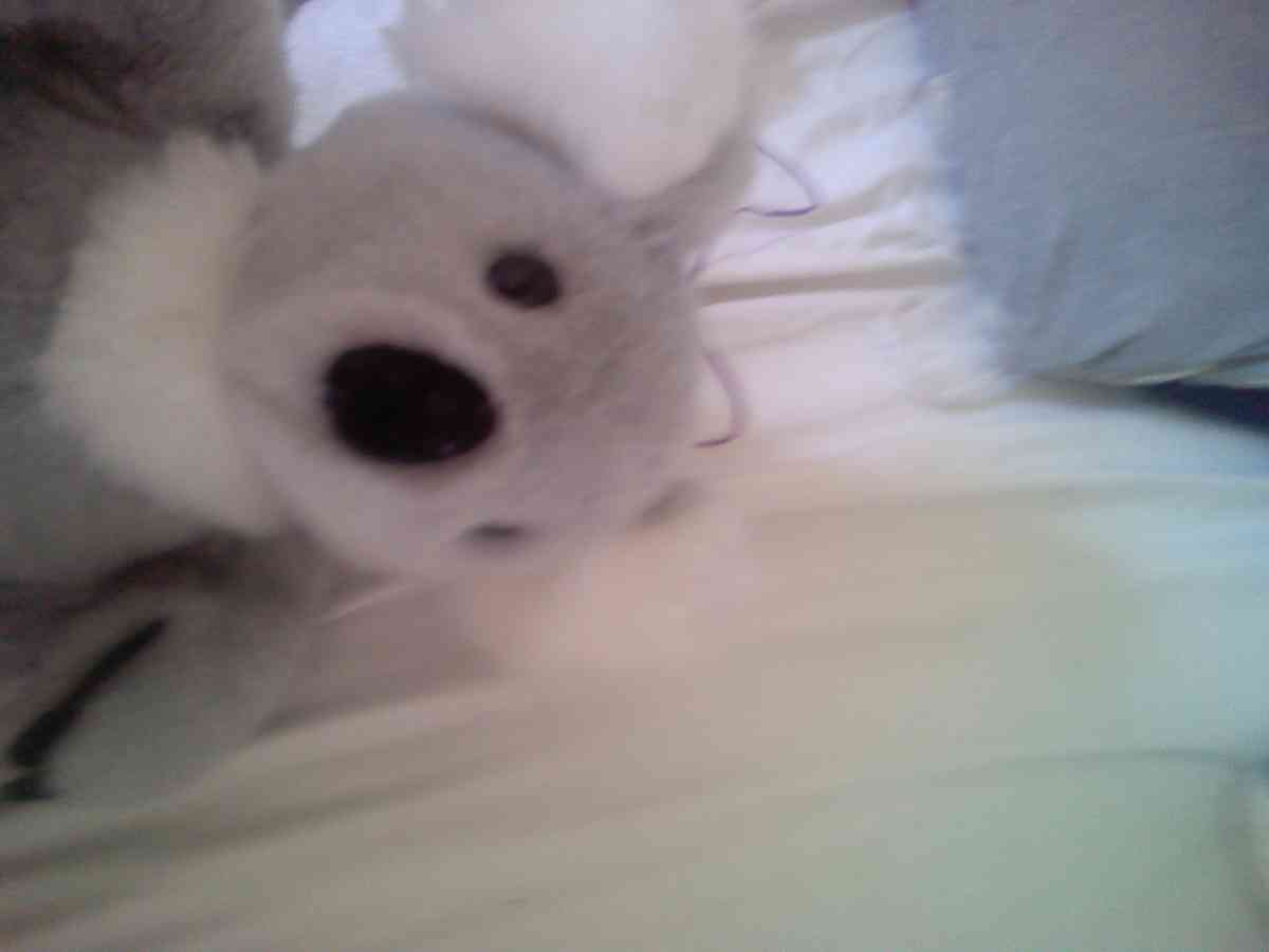 koala plush - Casselberry, Florida - FleaMarketBay