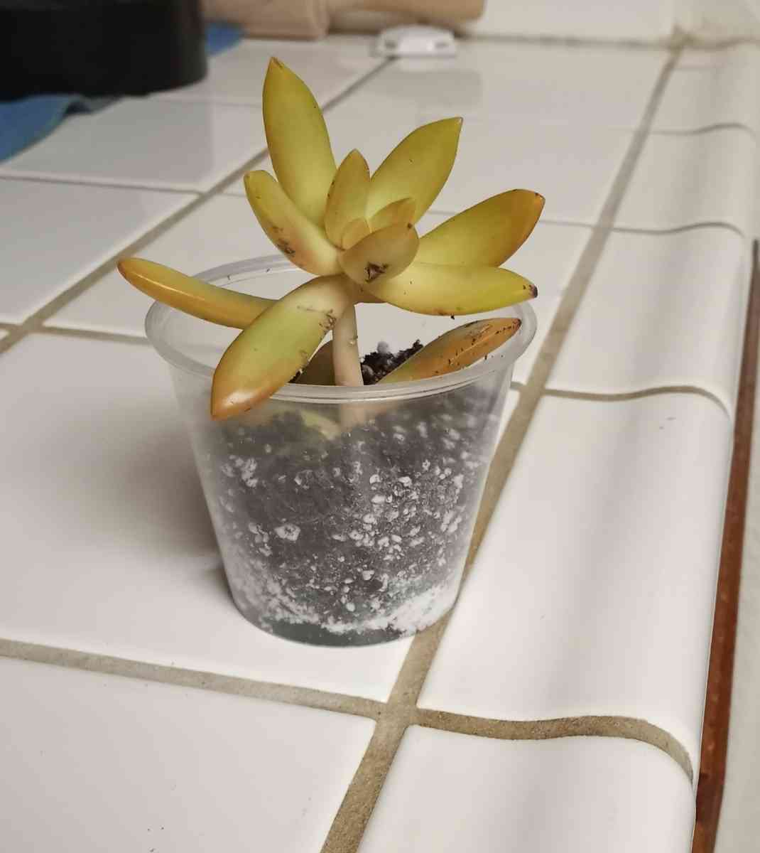 Sedum Copperstone succulents - Hanford, California - FleaMarketBay