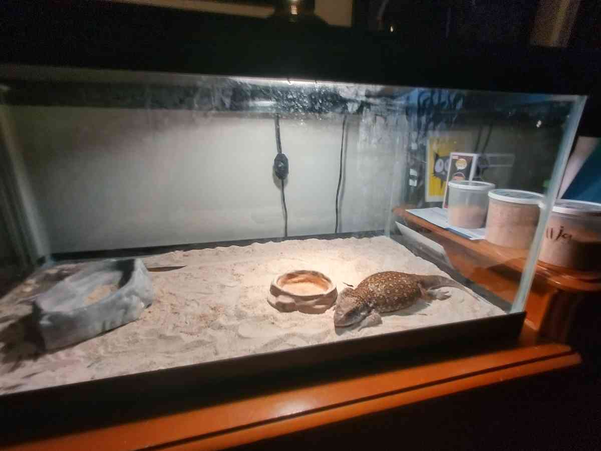 selling juvenile  female savannah monitor - Lawrenceville, Georgia - FleaMarketBay
