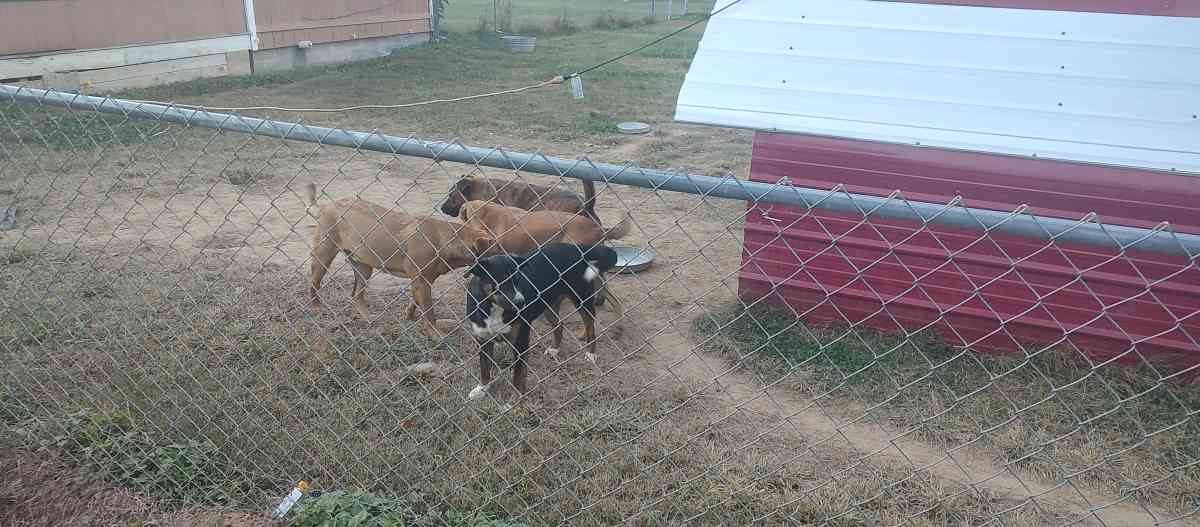 free dogs - Cosby, Tennessee - FleaMarketBay