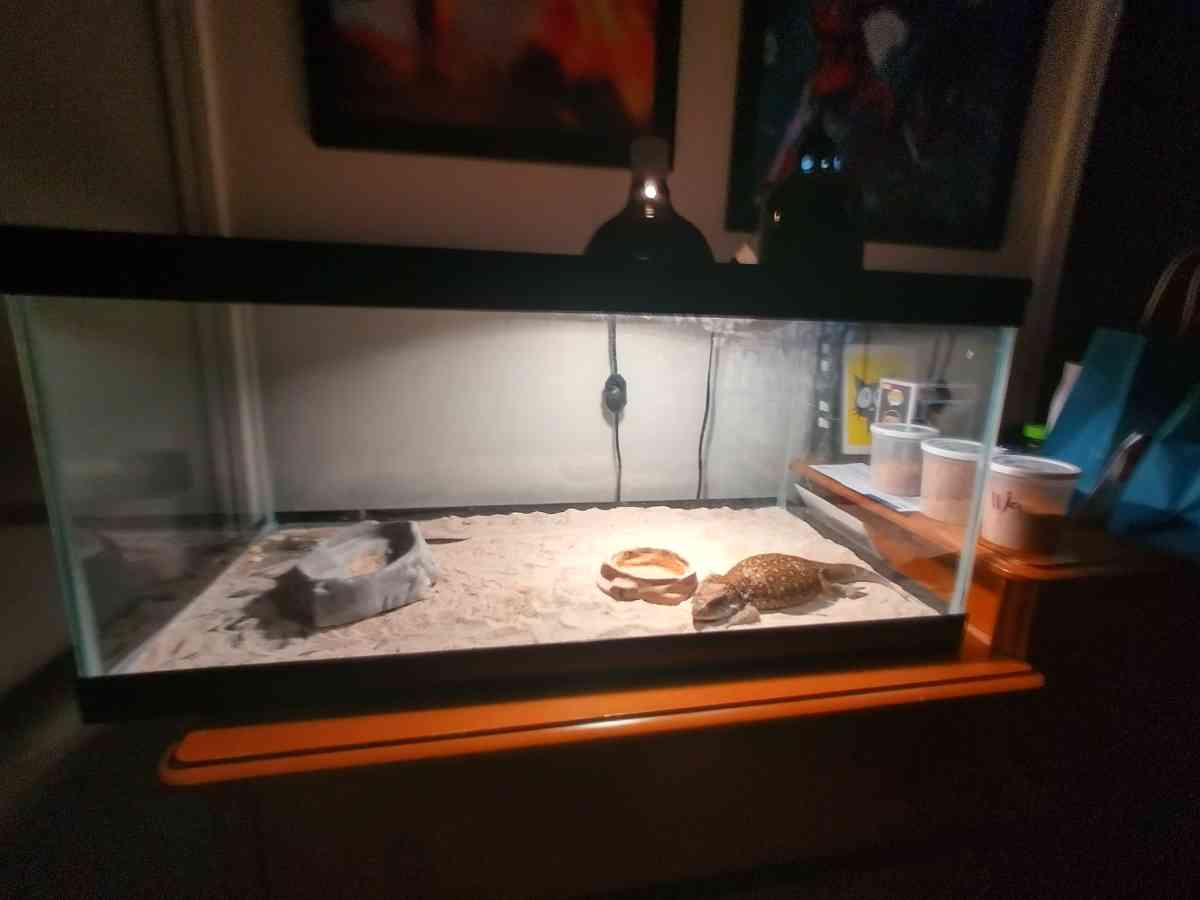 selling juvenile  female savannah monitor - Lawrenceville, Georgia - FleaMarketBay