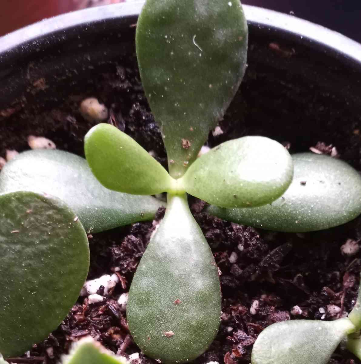 Jade succulents - Hanford, California