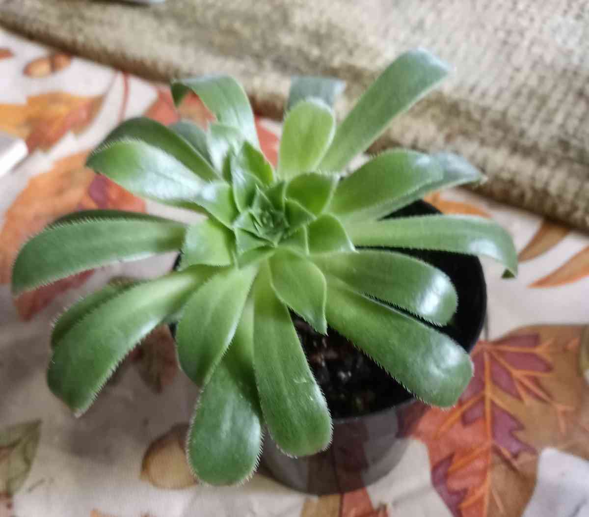 Aeonium succulents - Hanford, California - FleaMarketBay