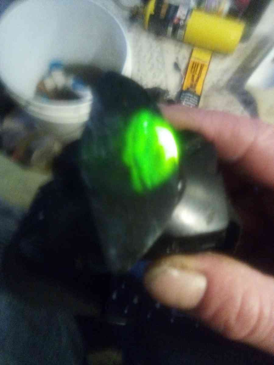 authentic Washington State Jade - Tacoma, Washington - FleaMarketBay