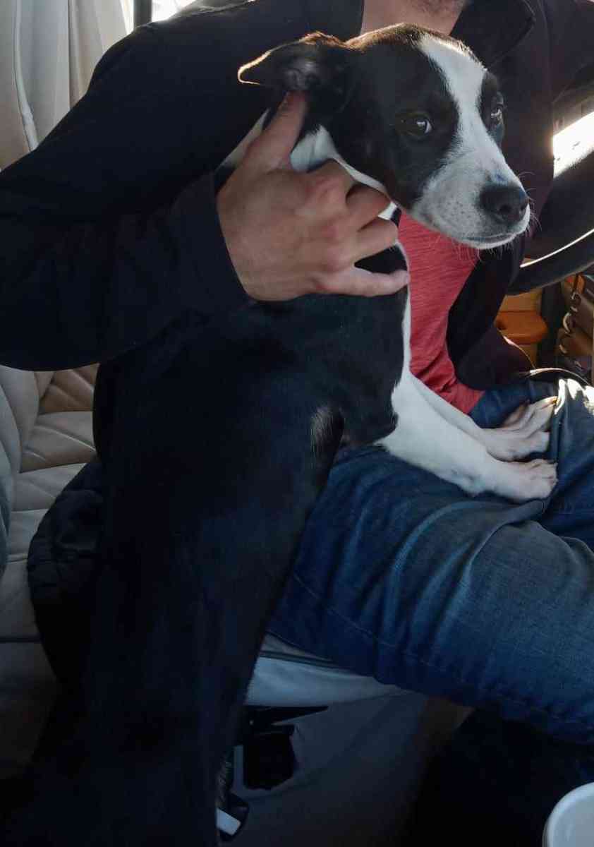 Cane Corso Puppy - San Antonio, Texas - FleaMarketBay