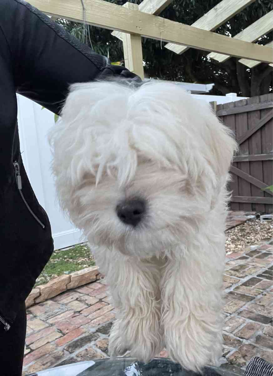 MALTESE MALE - Pompano Beach, Florida - FleaMarketBay