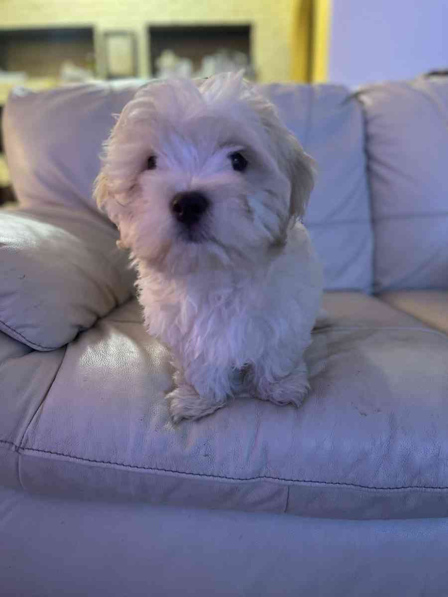 MALTESE MALE - Pompano Beach, Florida - FleaMarketBay