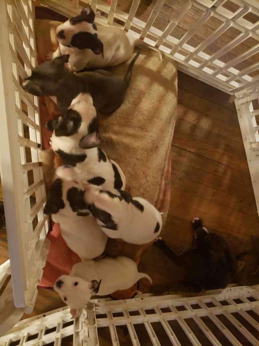 Pit Bull Puppies - Sonora, Kentucky - FleaMarketBay