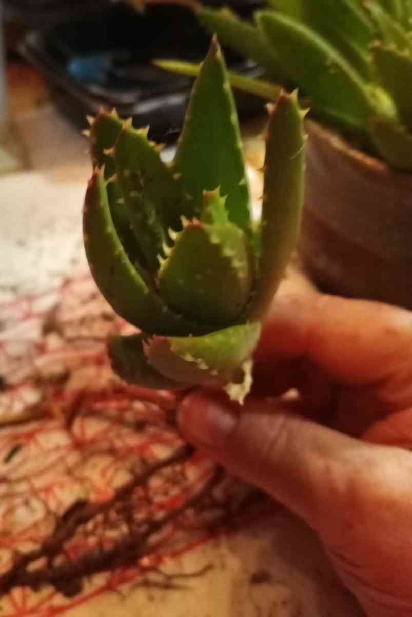 succulents mitre aloe - Hanford, California - FleaMarketBay