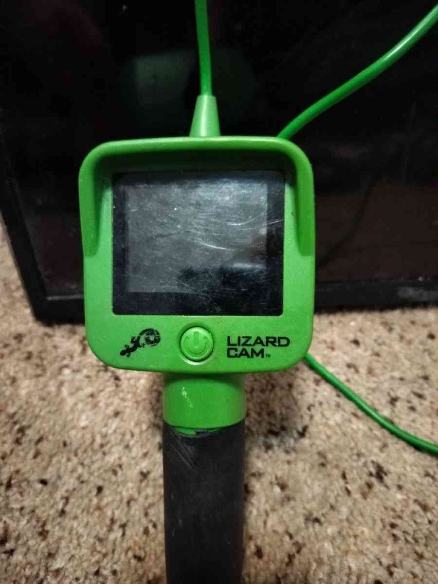 Lizard Cam - Spokane, Washington