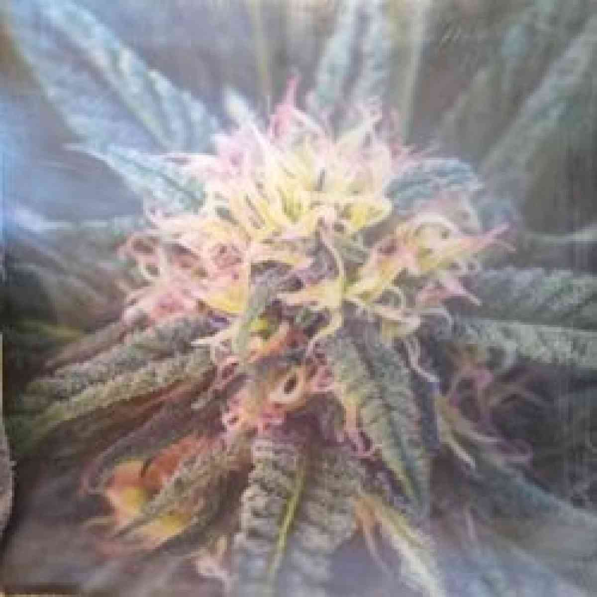 2 3d halographic Bud pictures - Spokane, Washington - FleaMarketBay