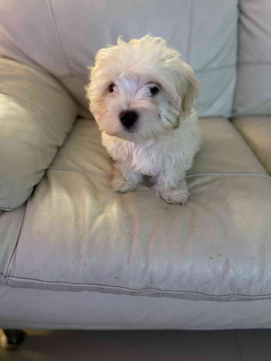 MALTESE MALE - Pompano Beach, Florida - FleaMarketBay