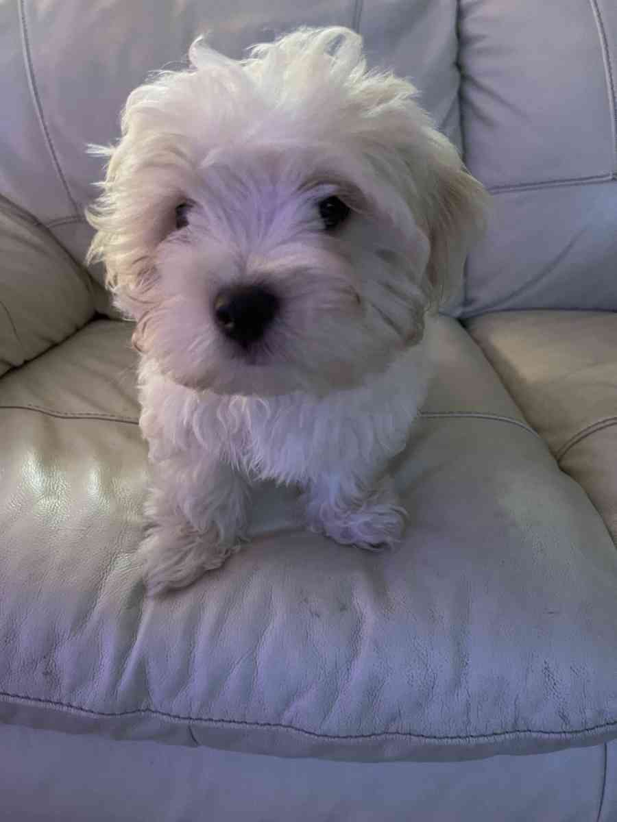 MALTESE MALE - Pompano Beach, Florida