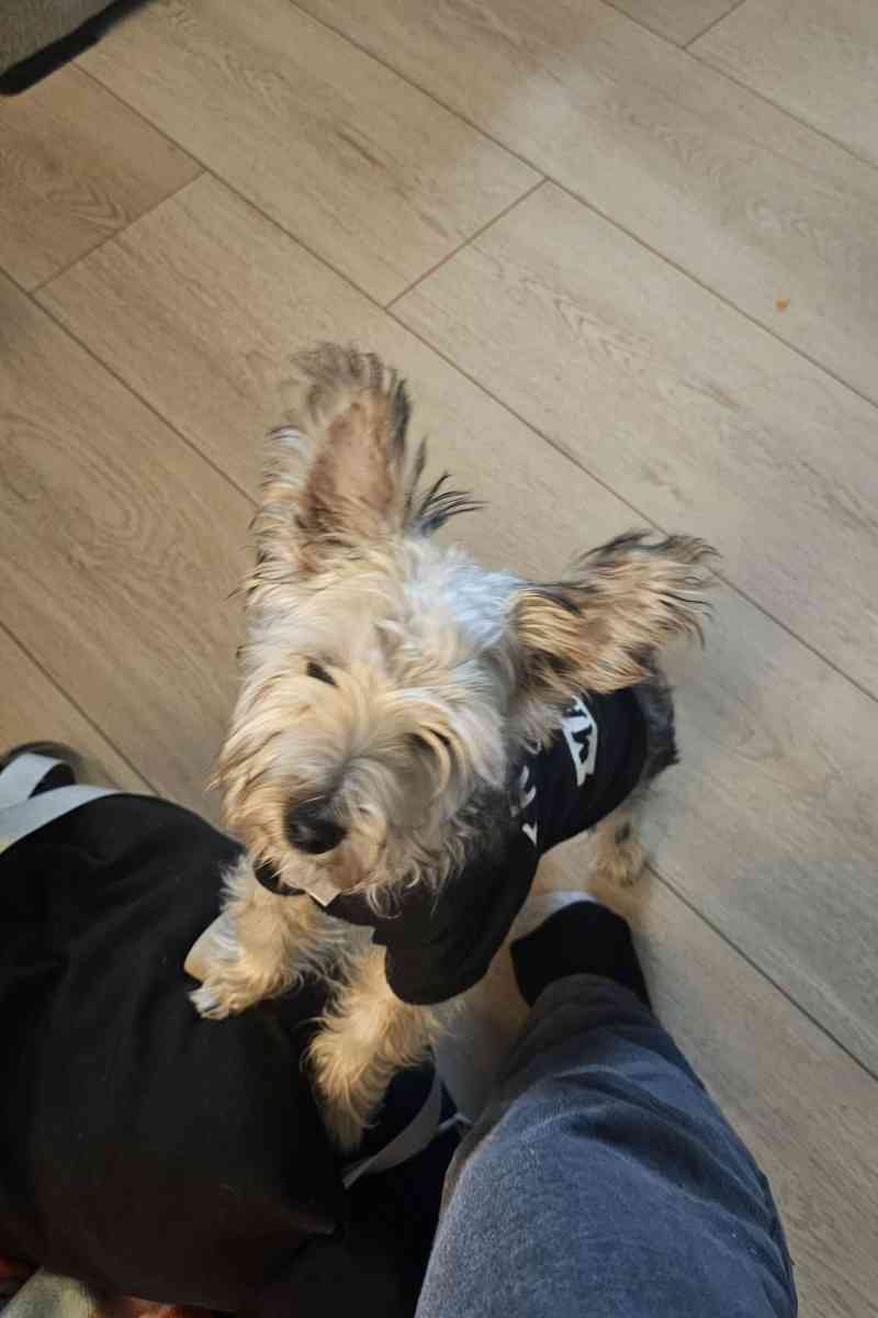 Yorkie pure breed - San Antonio, Texas - FleaMarketBay