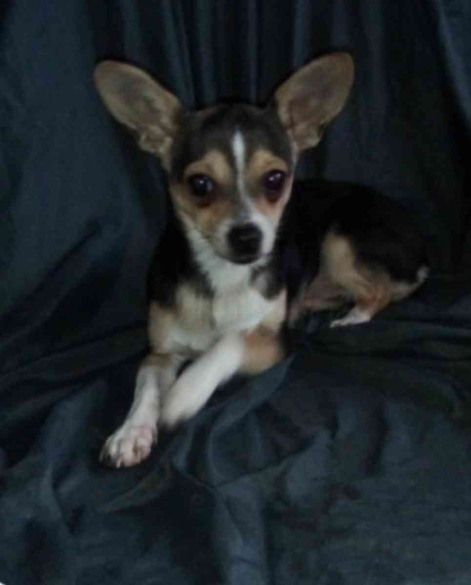 Chihuahua - Emporia, Virginia - FleaMarketBay