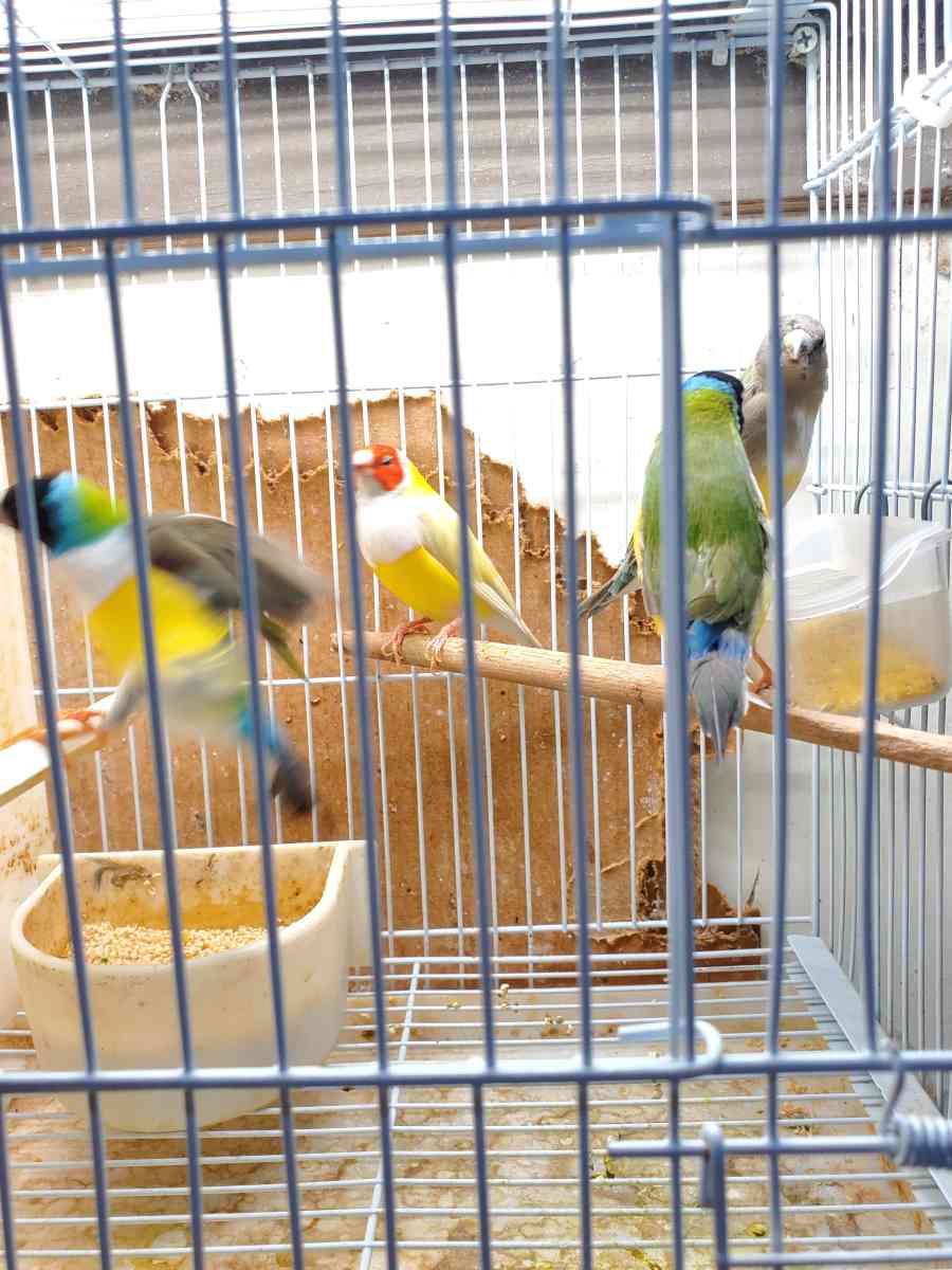 ladygoldian finch - Houston, Texas - FleaMarketBay