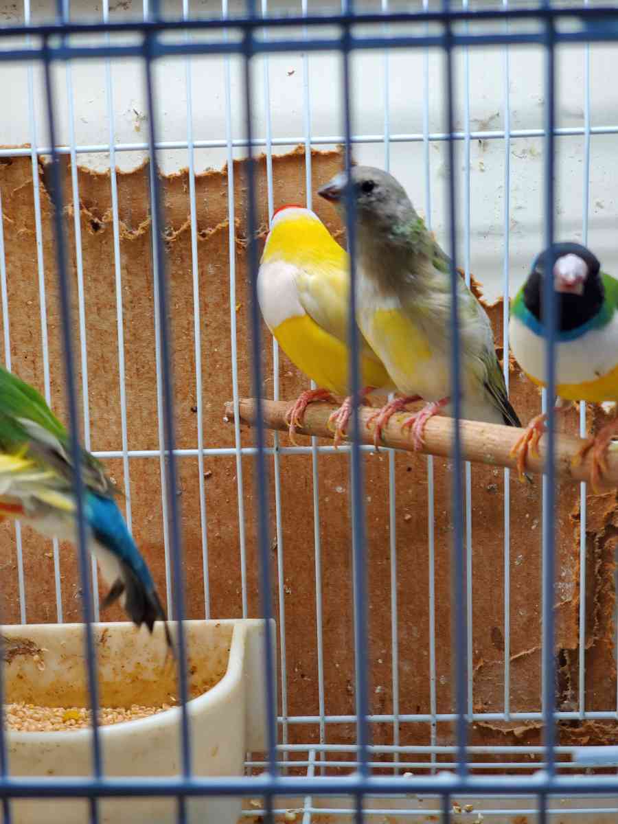 ladygoldian finch - Houston, Texas - FleaMarketBay