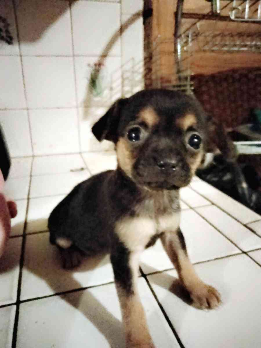 teacup chihuahua puppy