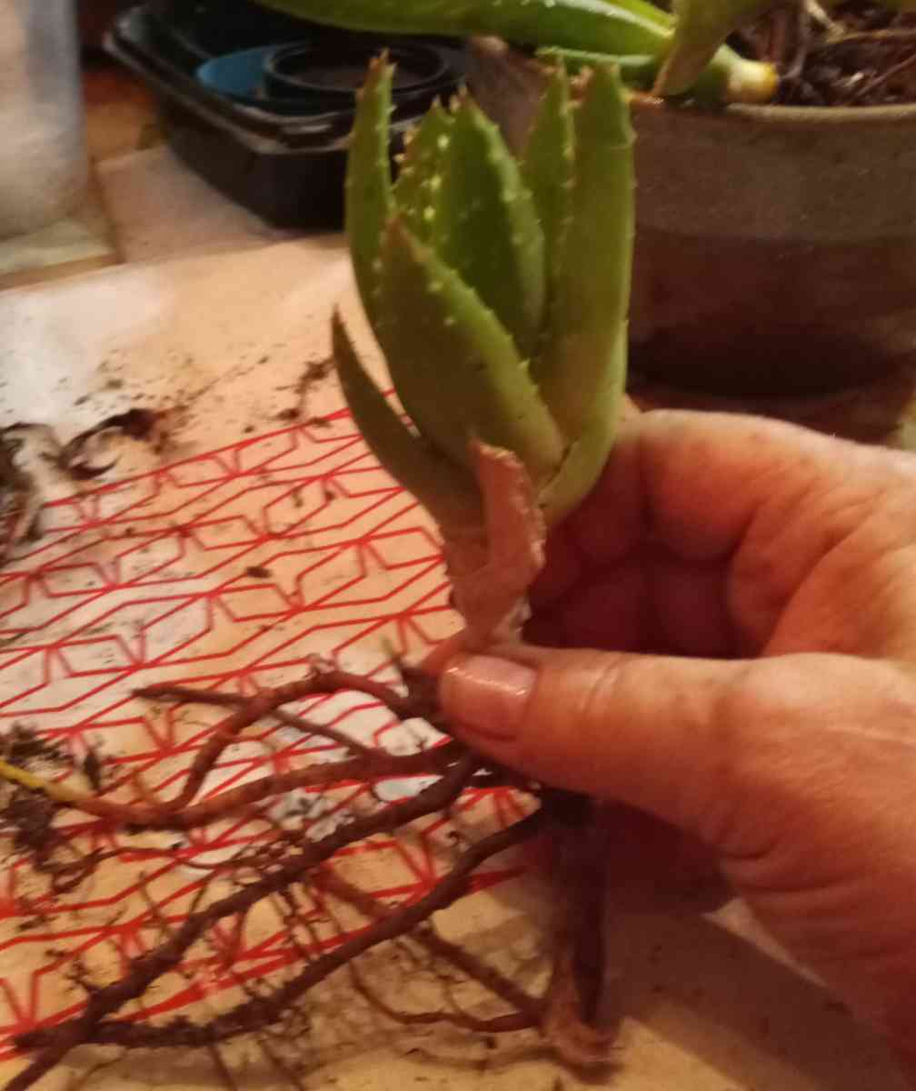 succulents mitre aloe - Hanford, California - FleaMarketBay