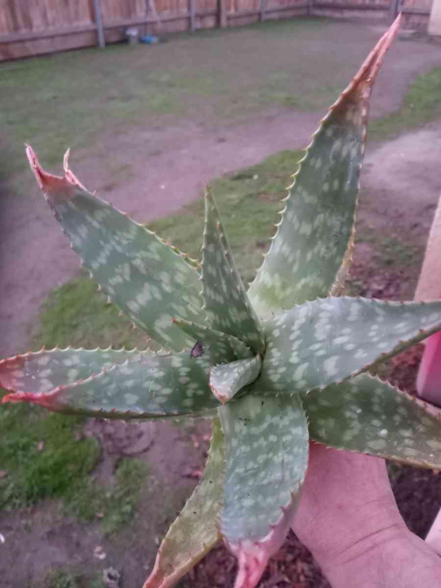 succulents Soap Aloe - Hanford, California