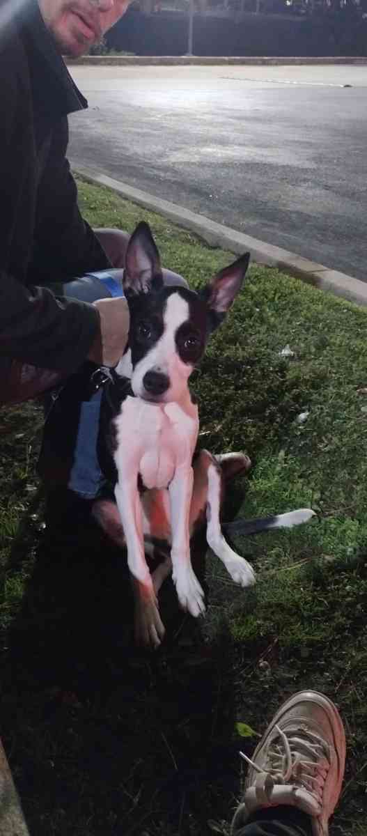 Cane Corso Puppy - San Antonio, Texas - FleaMarketBay