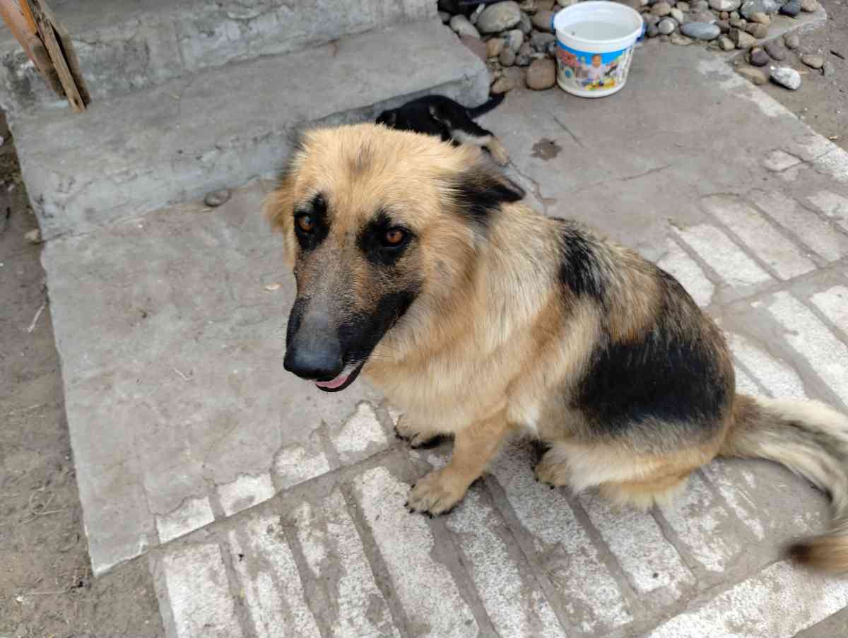 German Sheperd puppies - Rio Grande City, Texas - FleaMarketBay
