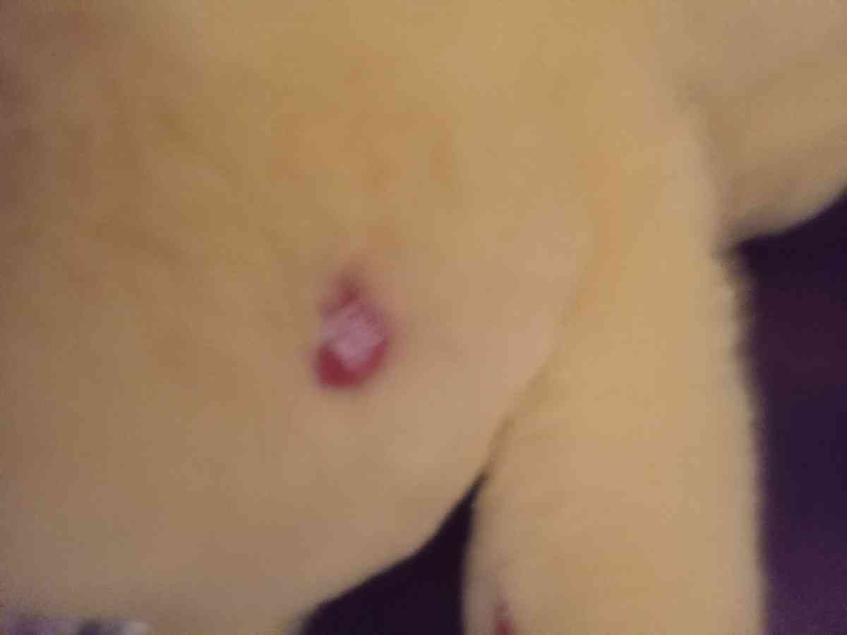 Carebear Sunshine - Ontario, New York - FleaMarketBay