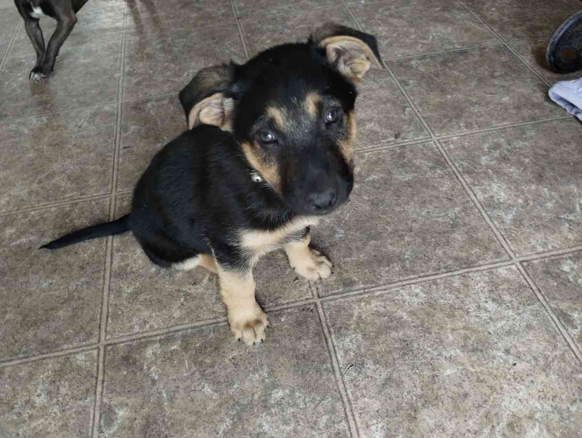 German Sheperd puppies - Rio Grande City, Texas - FleaMarketBay