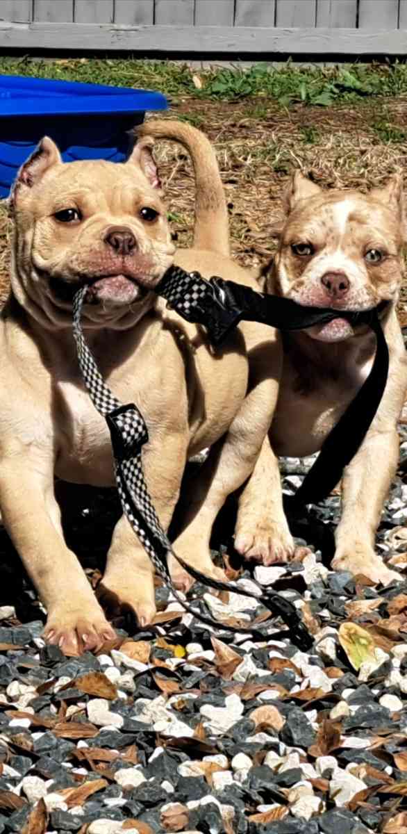 pocket bullies - Houston, Texas - FleaMarketBay