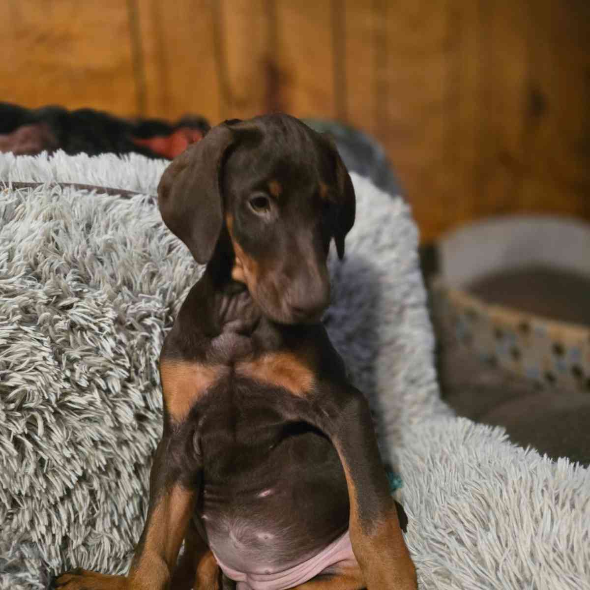 Doberman puppies - Signal Hill, California - FleaMarketBay