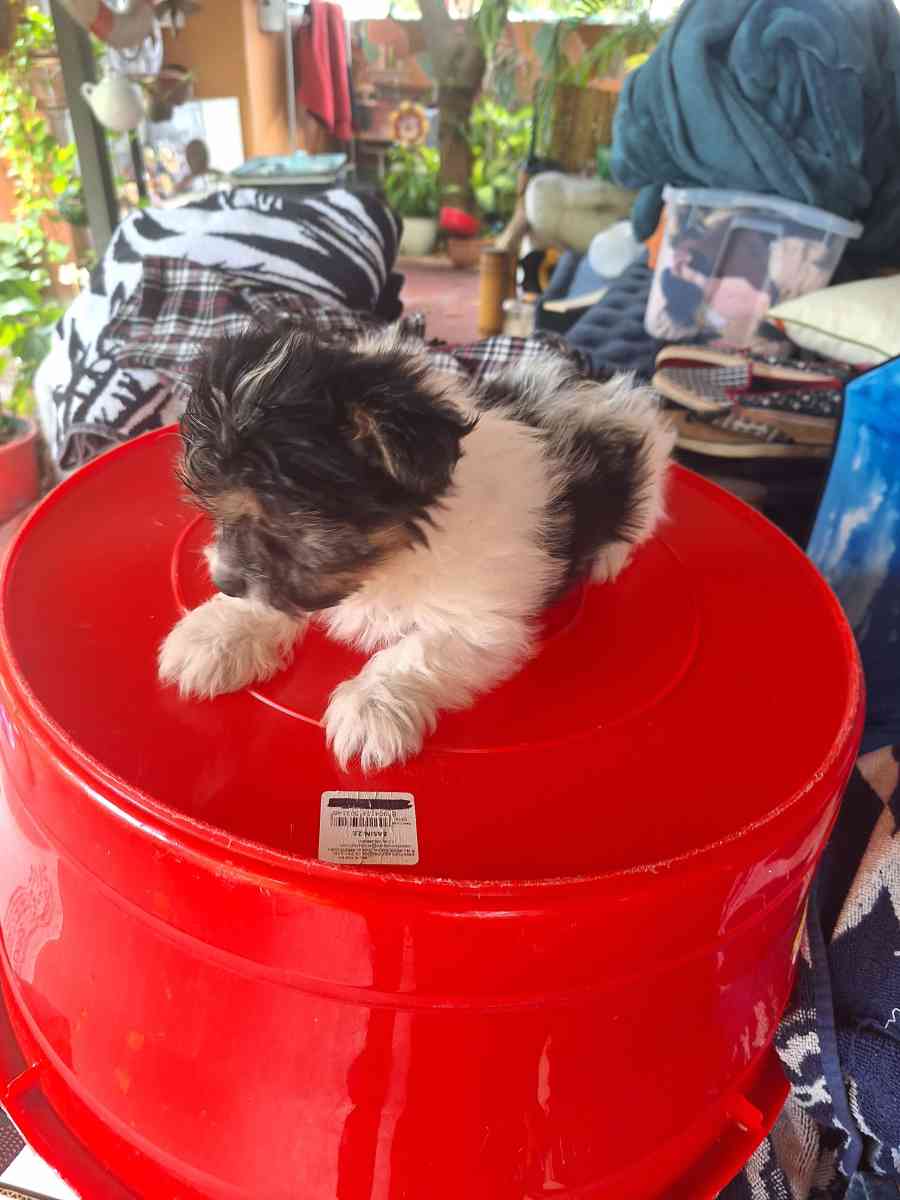 cachorros Yorkis Mix Chiguagua - Alturas, Florida - FleaMarketBay